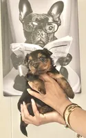 Bear, a male Yorkshire Terrier and Miniature Dachshund for sale in Indianapolis, IN – 3 of 5