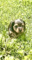 Beauty, a male Yorkshire Terrier and Miniature Dachshund for sale in Indianapolis, IN – 5 of 7