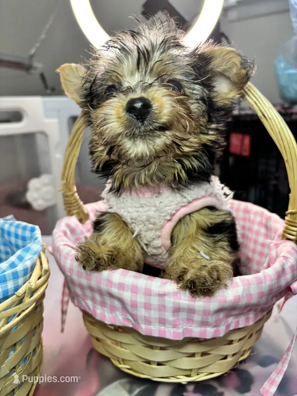 Khaotica – Havanese, Yorkshire Terrier puppy for sale in Indianapolis, IN