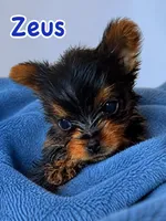 Zeus, a male Yorkshire Terrier for sale in Indianapolis, IN – 6 of 10