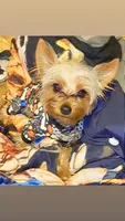 Prince, a male Yorkshire Terrier for sale in Indianapolis, IN – 8 of 10