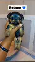 Prince, a male Yorkshire Terrier for sale in Indianapolis, IN – 5 of 10