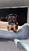 Prince, a male Yorkshire Terrier for sale in Indianapolis, IN – 3 of 10
