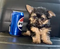 Prince, a male Yorkshire Terrier for sale in Indianapolis, IN – 6 of 10