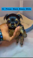 Prince, a male Yorkshire Terrier for sale in Indianapolis, IN – 4 of 10