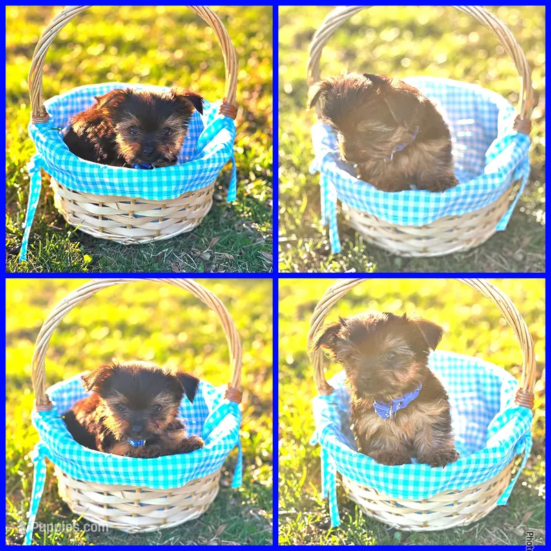 Prince – Yorkshire Terrier puppy for sale in Indianapolis, IN