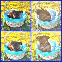 Prince, a male Yorkshire Terrier for sale in Indianapolis, IN – Photo 1 of 2