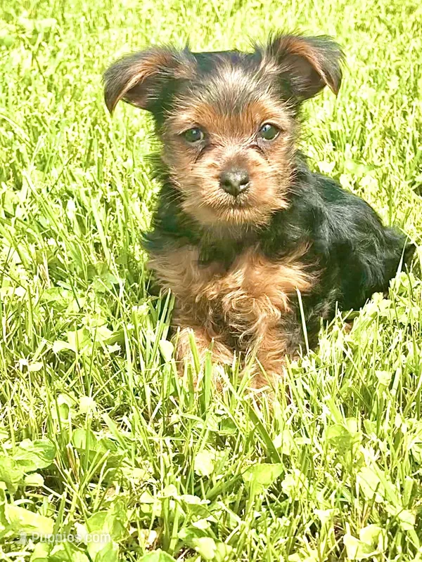 Baccarat – Yorkshire Terrier, Poodle - Toy  puppy for sale in Indianapolis, IN