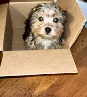 Khaotica, a female Havanese and Yorkshire Terrier for sale in Indianapolis, IN – 5 of 9