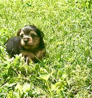 Beauty, a male Yorkshire Terrier and Miniature Dachshund for sale in Indianapolis, IN – 4 of 7