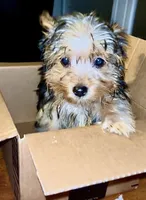 Khaotica, a female Havanese and Yorkshire Terrier for sale in Indianapolis, IN – 6 of 9