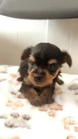 Bailey, a male Yorkshire Terrier and Poodle - Toy  for sale in Indianapolis, IN – 2 of 4