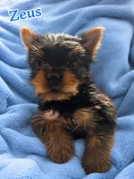 Zeus, a male Yorkshire Terrier for sale in Indianapolis, IN – 2 of 10