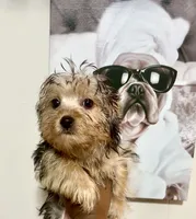 Khaotica, a female Havanese and Yorkshire Terrier for sale in Indianapolis, IN – 8 of 9