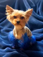 Zeus, a male Yorkshire Terrier for sale in Indianapolis, IN – 10 of 10
