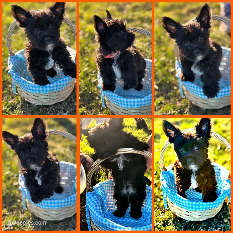 Jax – Yorkshire Terrier puppy for sale in Indianapolis, IN