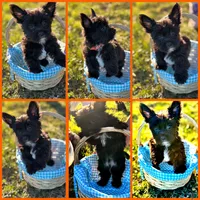 Jax, a male Yorkshire Terrier for sale in Indianapolis, IN – Photo 1 of 2