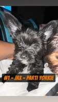 Jax, a male Yorkshire Terrier for sale in Indianapolis, IN – 4 of 8