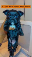 Jax, a male Yorkshire Terrier for sale in Indianapolis, IN – 3 of 8