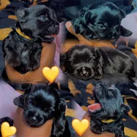 Nala, a female Yorkshire Terrier for sale in Indianapolis, IN – Photo 2 of 2