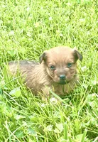 Nugget, a male Yorkshire Terrier and Miniature Dachshund for sale in Indianapolis, IN – 3 of 4