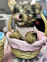 Khaotica, a female Havanese and Yorkshire Terrier for sale in Indianapolis, IN – 2 of 9