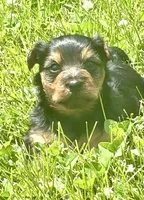 Bear, a male Yorkshire Terrier and Miniature Dachshund for sale in Indianapolis, IN – 2 of 5
