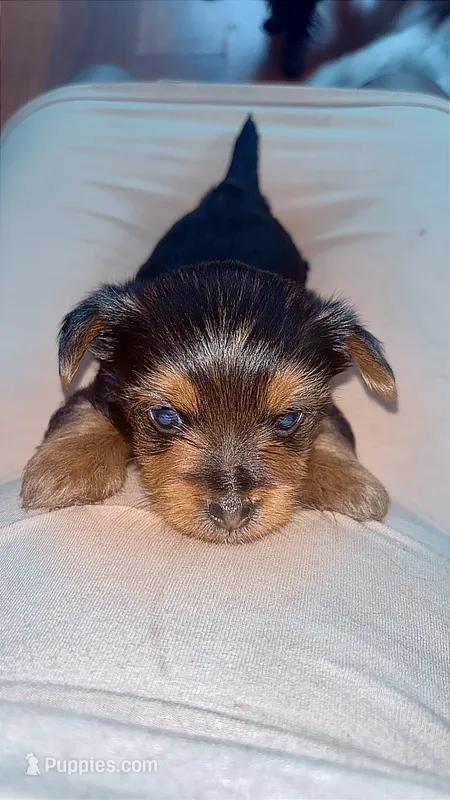 Baccarat – Yorkshire Terrier, Poodle - Toy  puppy for sale in Indianapolis, IN