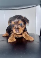 Baccarat, a male Yorkshire Terrier and Poodle - Toy  for sale in Indianapolis, IN – 2 of 3