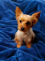Zeus, a male Yorkshire Terrier for sale in Indianapolis, IN – 9 of 10
