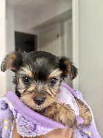 Bailey, a male Yorkshire Terrier and Poodle - Toy  for sale in Indianapolis, IN – 3 of 6