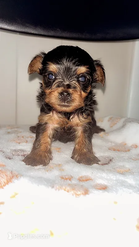 Bailey – Yorkshire Terrier, Poodle - Toy  puppy for sale in Indianapolis, IN
