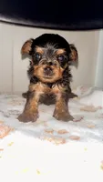 Bailey, a male Yorkshire Terrier and Poodle - Toy  for sale in Indianapolis, IN – 1 of 4