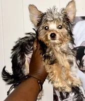 Khaotica, a female Havanese and Yorkshire Terrier for sale in Indianapolis, IN – 7 of 9