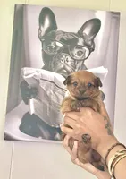 Nugget, a male Yorkshire Terrier and Miniature Dachshund for sale in Indianapolis, IN – 1 of 4