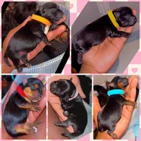 Yorkie Girls, a female Yorkshire Terrier for sale in Indianapolis, IN – Photo 3 of 4