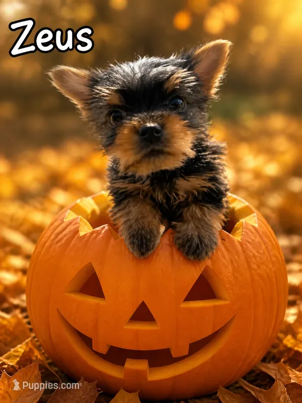 Zeus – Yorkshire Terrier puppy for sale in Indianapolis, IN