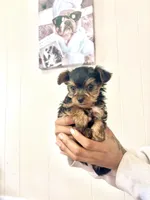 Bailey, a male Yorkshire Terrier and Poodle - Toy  for sale in Indianapolis, IN – 5 of 6