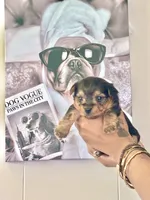 Beauty, a male Yorkshire Terrier and Miniature Dachshund for sale in Indianapolis, IN – 7 of 7