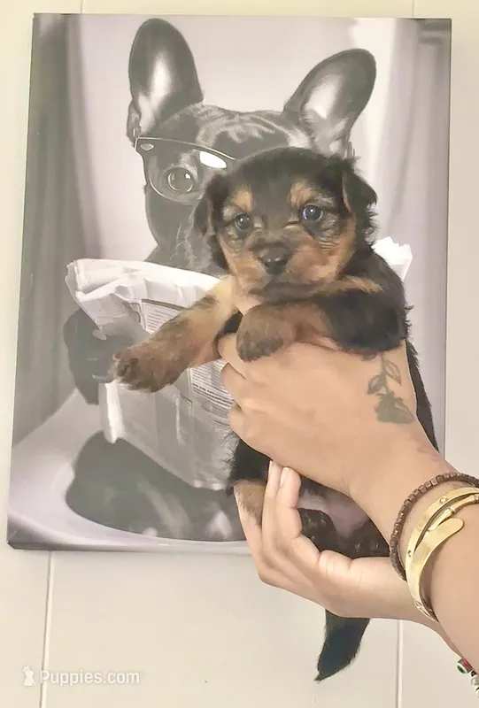 Bear – Yorkshire Terrier, Miniature Dachshund puppy for sale in Indianapolis, IN