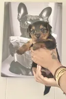 Bear, a male Yorkshire Terrier and Miniature Dachshund for sale in Indianapolis, IN – 1 of 5