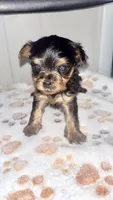 Bailey, a male Yorkshire Terrier and Poodle - Toy  for sale in Indianapolis, IN – 3 of 4
