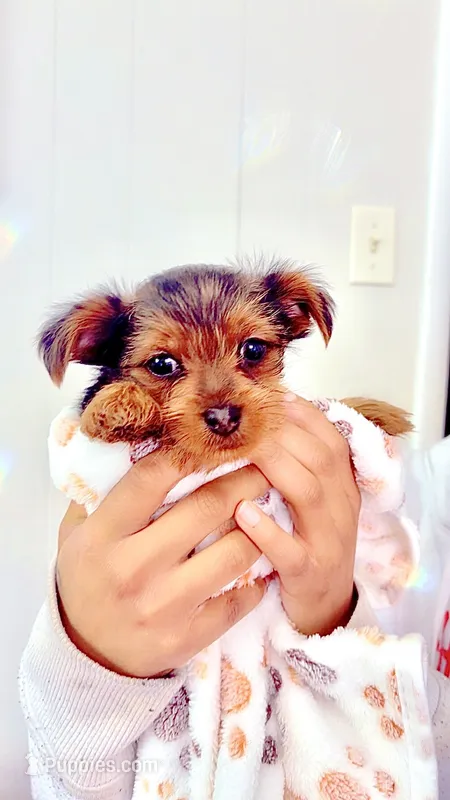 Bentley – Yorkshire Terrier, Poodle - Toy  puppy for sale in Indianapolis, IN