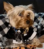 Nala, a female Yorkshire Terrier for sale in Chicago, IL – 6 of 7