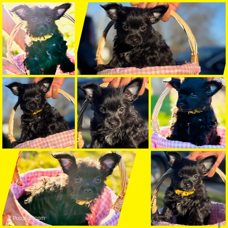 Nala – Yorkshire Terrier puppy for sale in Indianapolis, IN