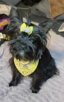 Nala, a female Yorkshire Terrier for sale in Chicago, IL – 5 of 7