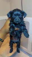 Nala, a female Yorkshire Terrier for sale in Chicago, IL – 3 of 7