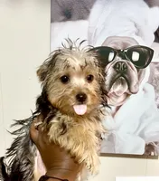 Khaotica, a female Havanese and Yorkshire Terrier for sale in Indianapolis, IN – 9 of 9