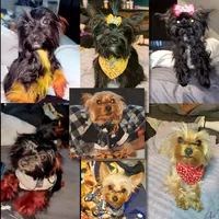 Yorkie Boys, a male Yorkshire Terrier for sale in Indianapolis, IN – Photo 2 of 4