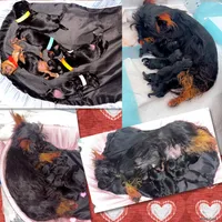 Yorkie Boys, a male Yorkshire Terrier for sale in Indianapolis, IN – Photo 4 of 4